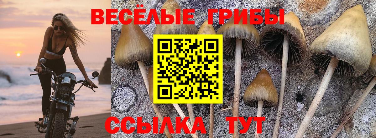 Галлюциногенные грибы GOLDEN TEACHER  наркота  Вход с VPN  Томск  Псилоцибиновые грибы Cubensis 