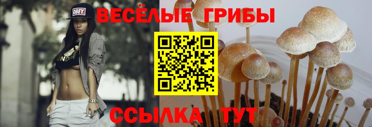 Псилоцибиновые грибы ЛСД Томск